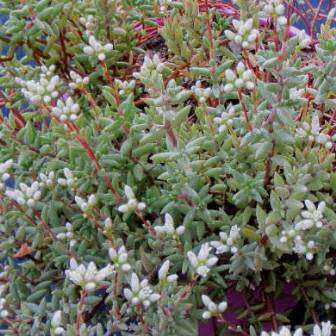 Crassula biplanata Seeds- Endemic South African Succulent Seeds for Sale in and from South Africa