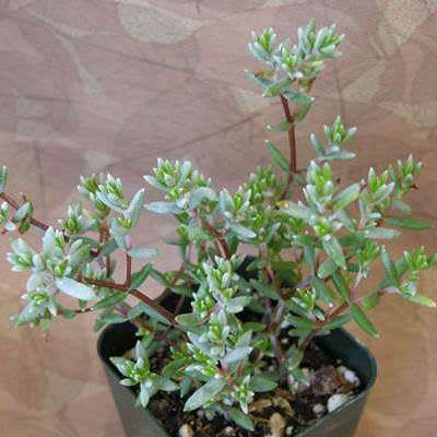 Crassula biplanata Seeds- Endemic South African Succulent Seeds for Sale in and from South Africa