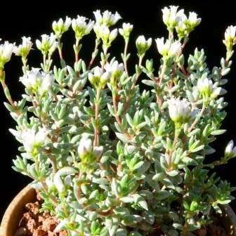 Crassula biplanata Seeds- Endemic South African Succulent Seeds for Sale in and from South Africa