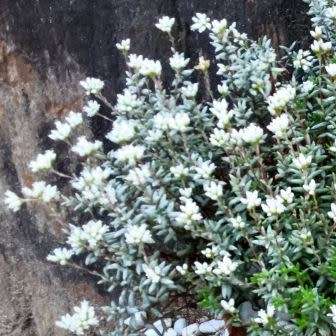 Crassula biplanata Seeds- Endemic South African Succulent Seeds for Sale in and from South Africa