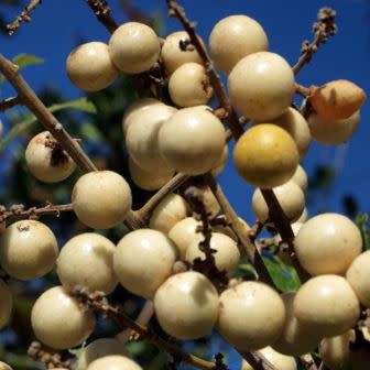 5 Deinbollia oblongifolia Seeds - Dune Soapberry - Indigenous Shrub Edible Fruit Tree Medicinal