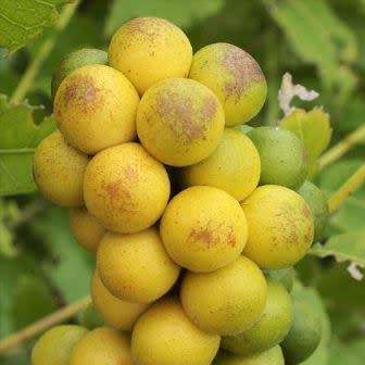 5 Deinbollia oblongifolia Seeds - Dune Soapberry - Indigenous Shrub Edible Fruit Tree Medicinal