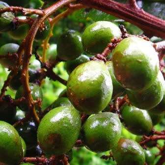 5 Deinbollia oblongifolia Seeds - Dune Soapberry - Indigenous Shrub Edible Fruit Tree Medicinal