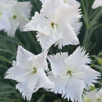 Dianthus bolusii Seeds - Bergangelier - Indigenous South African Endemic Perennial Flower