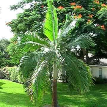 6 Dictyosperma album Seeds - Princess Palm - Exotic Mascarene Palm Tree - Combined Worldwide Ship