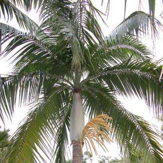 6 Dictyosperma album Seeds - Princess Palm - Exotic Mascarene Palm Tree - Combined Worldwide Ship