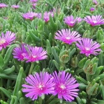 Delosperma lydenburgense Seeds - Indigenous South African Endemic Psychoactive Succulent