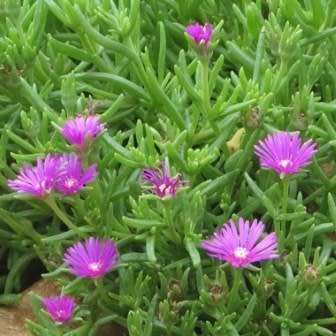 Delosperma lydenburgense Seeds - Indigenous South African Endemic Psychoactive Succulent