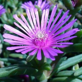 Delosperma lydenburgense Seeds - Indigenous South African Endemic Psychoactive Succulent