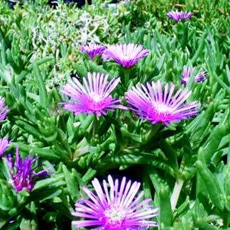 Delosperma lydenburgense Seeds - Indigenous South African Endemic Psychoactive Succulent