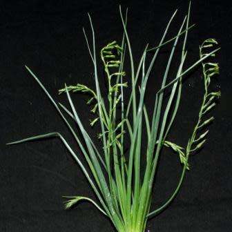 Dipcadi gracillimum Seeds - Indigenous South African Native Perennial Bulb Seeds from Africa