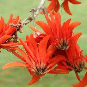 5 Erythrina lysistemon Seeds - Lucky Bean Tree - Indigenous - Combined Global Shipping