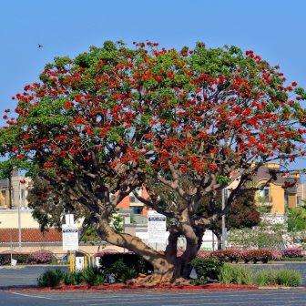 5 Erythrina lysistemon Seeds - Lucky Bean Tree - Indigenous - Combined Global Shipping