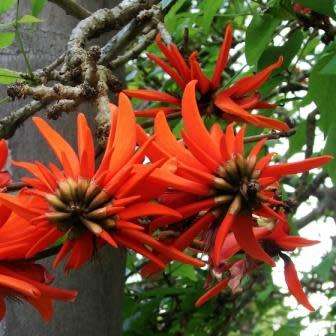 5 Erythrina lysistemon Seeds - Lucky Bean Tree - Indigenous - Combined Global Shipping