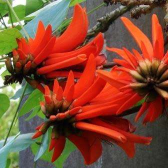 5 Erythrina lysistemon Seeds - Lucky Bean Tree - Indigenous - Combined Global Shipping