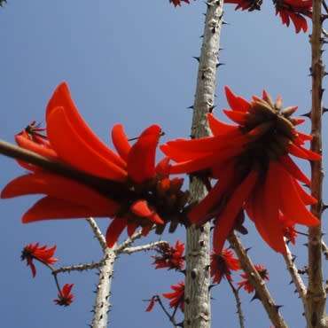 5 Erythrina lysistemon Seeds - Lucky Bean Tree - Indigenous - Combined Global Shipping