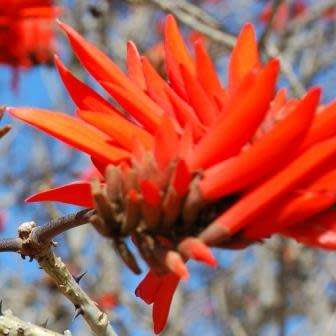 5 Erythrina lysistemon Seeds - Lucky Bean Tree - Indigenous - Combined Global Shipping