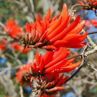 5 Erythrina lysistemon Seeds - Lucky Bean Tree - Indigenous - Combined Global Shipping