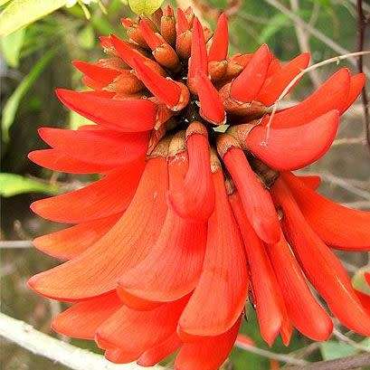 5 Erythrina lysistemon Seeds - Lucky Bean Tree - Indigenous - Combined Global Shipping