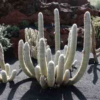 5 Espostoa melanostele Seeds - Xerophyte - Exotic Cactus - Edible Fruit - Combined Global Shipping