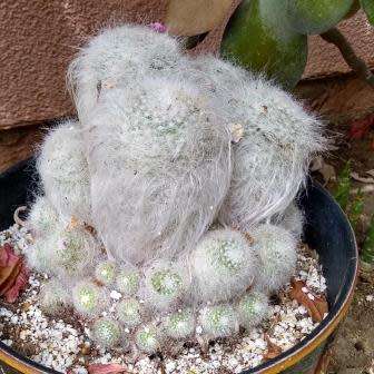 5 Espostoa melanostele Seeds - Xerophyte - Exotic Cactus - Edible Fruit - Combined Global Shipping