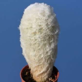 5 Espostoa melanostele Seeds - Xerophyte - Exotic Cactus - Edible Fruit - Combined Global Shipping