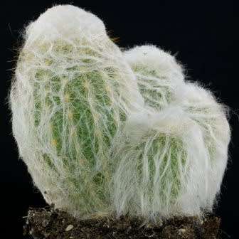 5 Espostoa melanostele Seeds - Xerophyte - Exotic Cactus - Edible Fruit - Combined Global Shipping