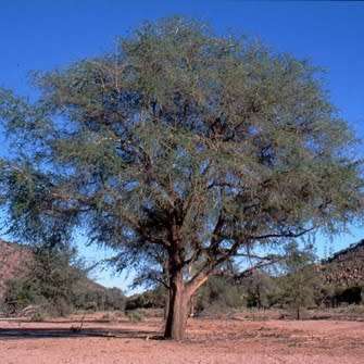5 Faidherbia albida syn. Acacia albida Seeds - Ana Tree - South African Indigenous Psychoactive