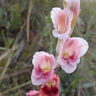 5 Gladiolus appendiculatus Seeds - Indigenous South African Perennial Bulb - Global Shipping