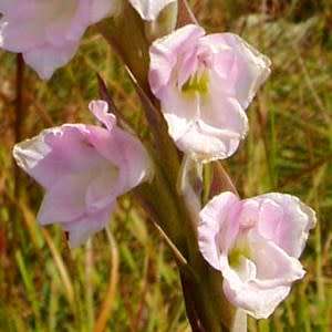 5 Gladiolus appendiculatus Seeds - Indigenous South African Perennial Bulb - Global Shipping