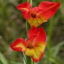 Gladiolus dalenii Seeds - South African Indigenous Perennial Bulb - Combined Worldwide Shipping