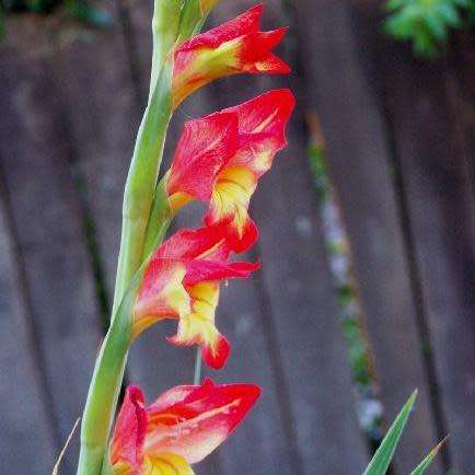 Gladiolus dalenii Seeds - South African Indigenous Perennial Bulb - Combined Worldwide Shipping