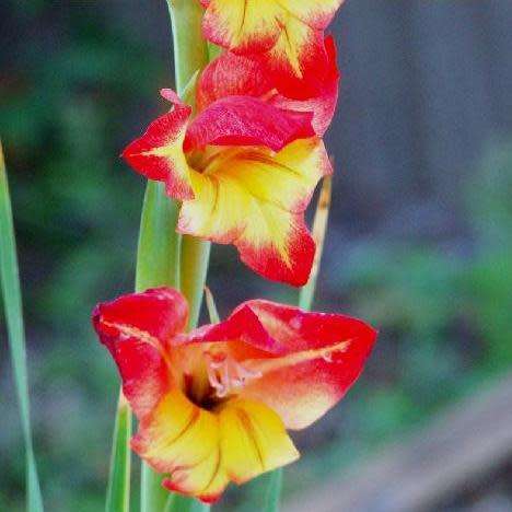 Gladiolus dalenii Seeds - South African Indigenous Perennial Bulb - Combined Worldwide Shipping