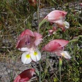 Gladiolus mostertiae - Indigenous South African Endemic Perennial Bulb Seeds from Africa - Semi