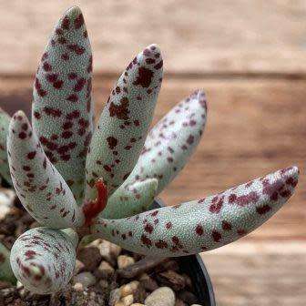 Adromischus filicaulis Seeds - Indigenous South African Endemic Succulent - Combined Shipping