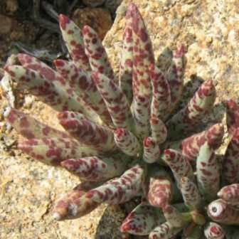 Adromischus filicaulis Seeds - Indigenous South African Endemic Succulent - Combined Shipping