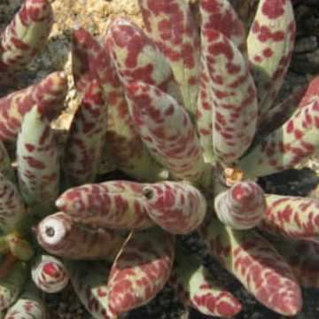 Adromischus filicaulis Seeds - Indigenous South African Endemic Succulent - Combined Shipping