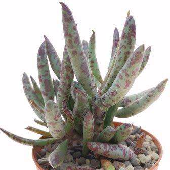 Adromischus filicaulis Seeds - Indigenous South African Endemic Succulent - Combined Shipping