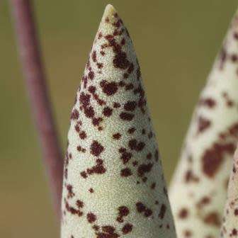 Adromischus filicaulis Seeds - Indigenous South African Endemic Succulent - Combined Shipping