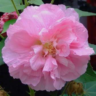 Hibiscus mutabilis versicolor Seeds - Exotic Flowering Shrub - Combined Shipping