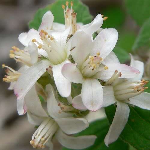 5 Jamesia americana Seeds - Waxflower - Exotic Flowering Shrub - Combined Worldwide Shipping