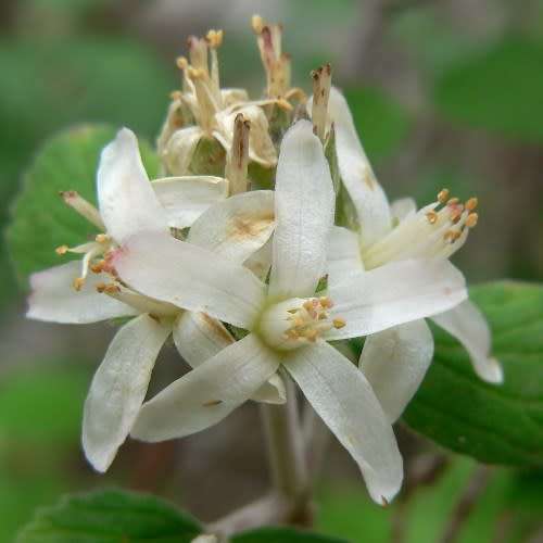 5 Jamesia americana Seeds - Waxflower - Exotic Flowering Shrub - Combined Worldwide Shipping
