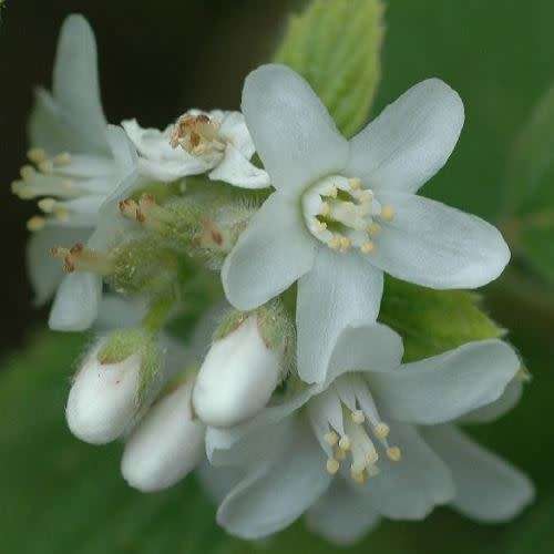 5 Jamesia americana Seeds - Waxflower - Exotic Flowering Shrub - Combined Worldwide Shipping