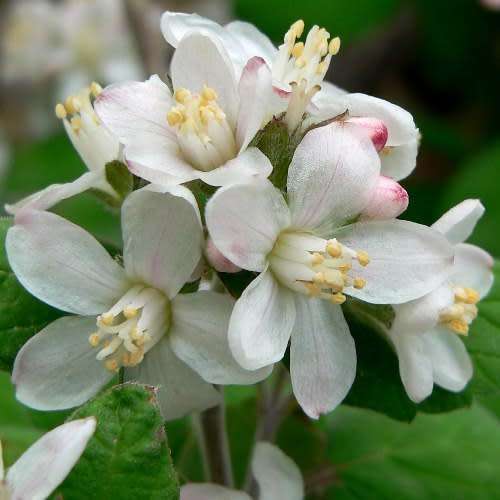 5 Jamesia americana Seeds - Waxflower - Exotic Flowering Shrub - Combined Worldwide Shipping