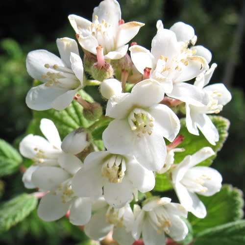 5 Jamesia americana Seeds - Waxflower - Exotic Flowering Shrub - Combined Worldwide Shipping
