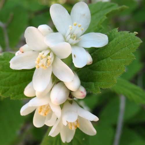 5 Jamesia americana Seeds - Waxflower - Exotic Flowering Shrub - Combined Worldwide Shipping