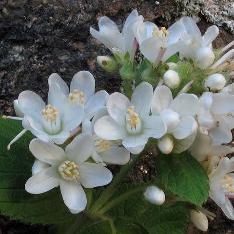5 Jamesia americana Seeds - Waxflower - Exotic Flowering Shrub - Combined Worldwide Shipping