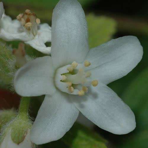 5 Jamesia americana Seeds - Waxflower - Exotic Flowering Shrub - Combined Worldwide Shipping