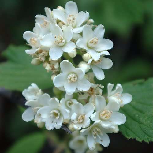 5 Jamesia americana Seeds - Waxflower - Exotic Flowering Shrub - Combined Worldwide Shipping