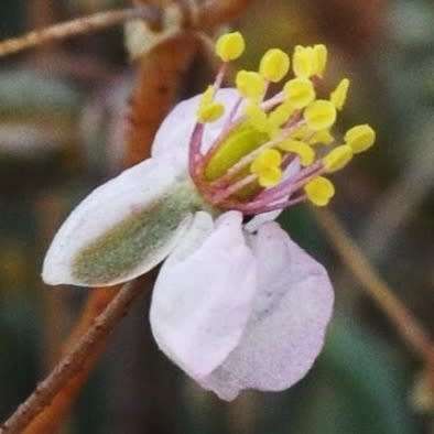 Kewa salsoloides Seeds - South African Indigenous Edible Succulent - Worldwide Combined Ship